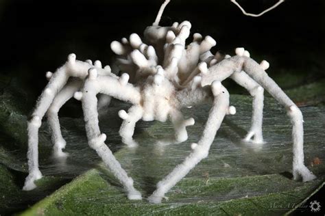 noahberkley | Cordyceps fungus, Arthropods, Cordyceps zombies