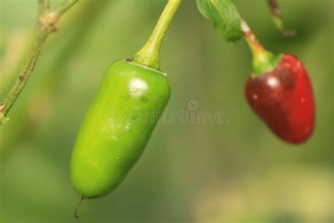 Capsicum pubescens plant stock image. Image of freshness - 63137443