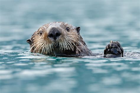 River Otters Vs Sea Otters: What's the Difference? - American Oceans