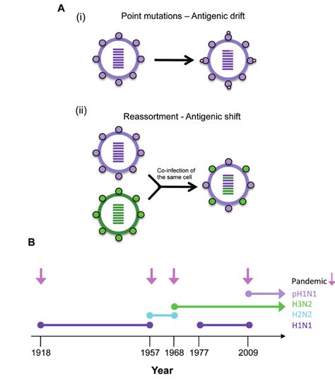 Variations in influenza A virus.(A) Influenza has two main mechanisms ...