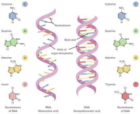 RNA Types and Structure | Concise Medical Knowledge