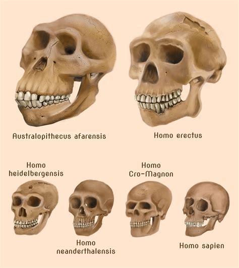 Human evolution skulls by amircea on DeviantArt