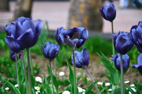 Blue Tulips by Only-photos on DeviantArt