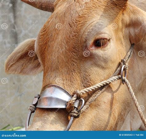 Closeup of an Ox with Harness Stock Image - Image of yoke, bovine: 61850543