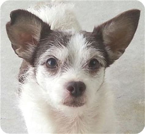 Chihuahua/Affenpinscher Mix Dog for adoption in Orlando, Florida - Miley