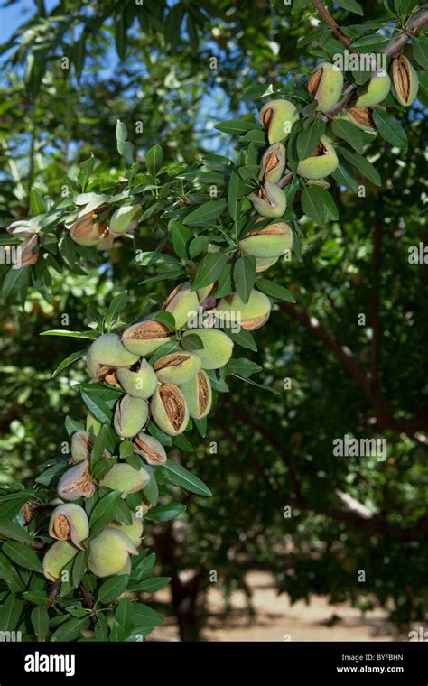 Almond trees leaves hi-res stock photography and images - Alamy