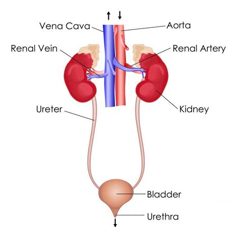 Excretory System