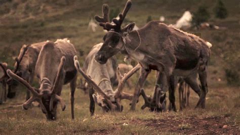 reindeer | Habitat, Diet, & Facts | Britannica.com