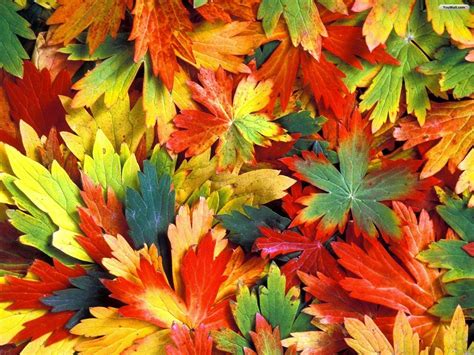 Colorful Autumn Wallpapers - Wallpaper Cave