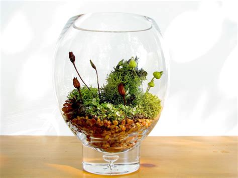 Lichen terrarium | Terrarium, Modern terrarium, Micro garden