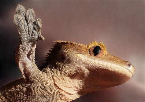 Crested Gecko Care Sheet (Beginner Friendly) - Reptile.Guide