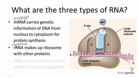 10.3.2 Three Types of RNA - YouTube