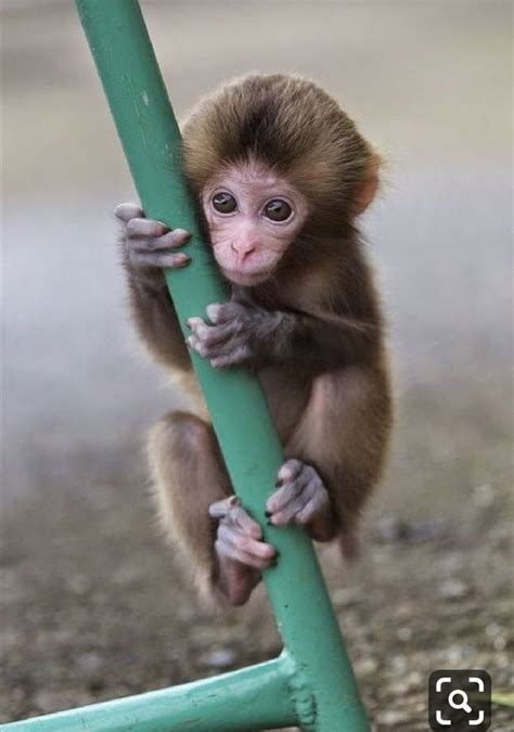 Pin by Ірина Усенок on Cutes | Cute baby monkey, Monkey pictures, Pet ...