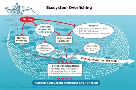 Ecosystem overfishing — Science Learning Hub