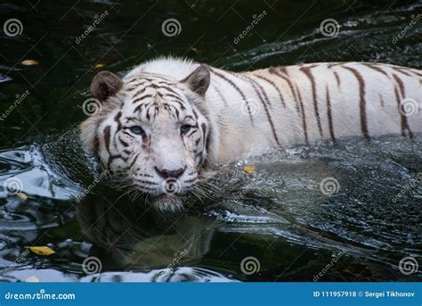 White Bengal Tiger is Hunting Outdoors Stock Photo - Image of nature ...