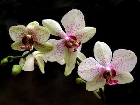 Houseplant of the Month: Phalaenopsis Orchid - HEBERT'S GARDEN CENTER