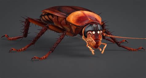 3D model realistic cockroach - TurboSquid 1321955