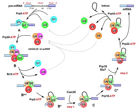 Rna splicing, Molecular biology, Transcription and translation