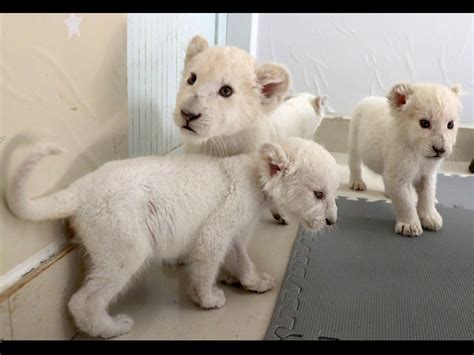 White lion cubs| Rare white lion quadruplets to meet public for first ...