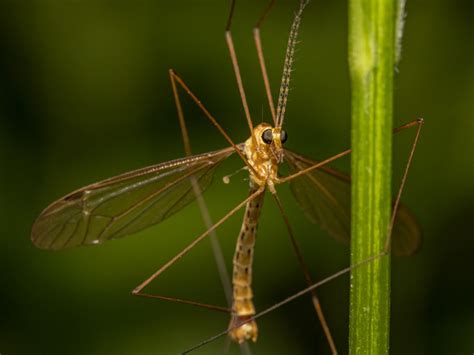 Crane Fly Control - How To Get Rid Of Crane Flies In Lawn