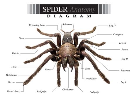 A Comprehensive Guide to Spider Anatomy, Behavior, & Identification ...