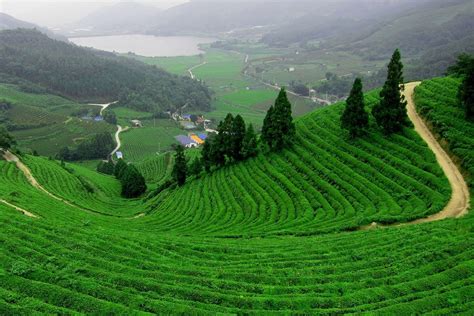 7 Best Places for Tea Plantation Trails in India | Trawell.in Blog