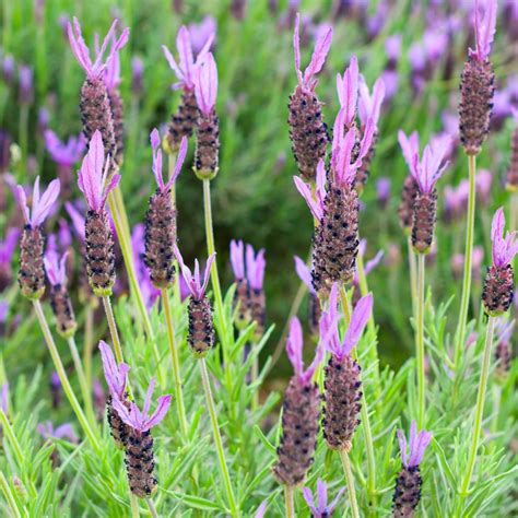 French Lavender, Spanish Lavender seeds - Lavandula stoechas – Garden ...