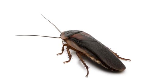 How to Get Rid of Outdoor Roaches - Pests In The Home