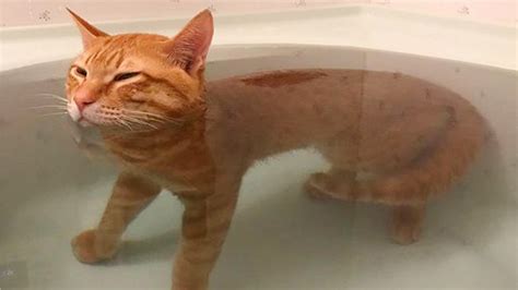 When Ginger Cats Proved Just How Hilariously Unpredictable They Really ...