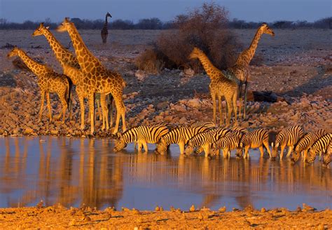 etosha, National, Park, Namibia, Africa, Giraffe, Zebra, Watering ...