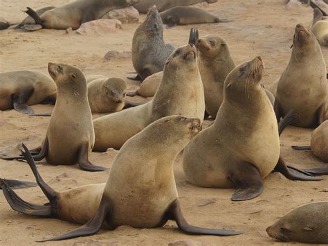 The Seals: Characteristics, habitats, main types, threats and more