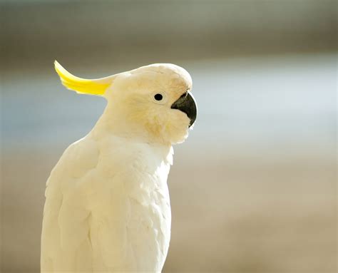 white_cockatoo: white_cockatoo