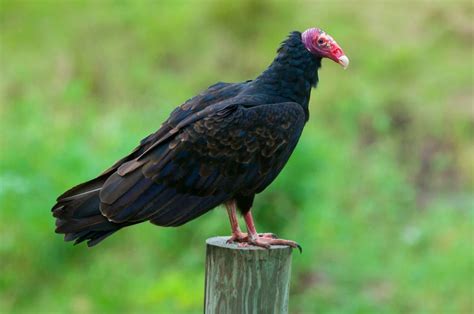 Turkey Vulture – Facts, Size, Sounds, Habitat, Pictures