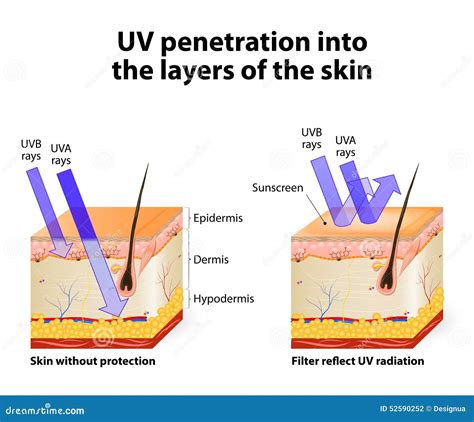 Human Skin. Of Absorbing And Reflected Uv Rays Stock Vector - Image ...