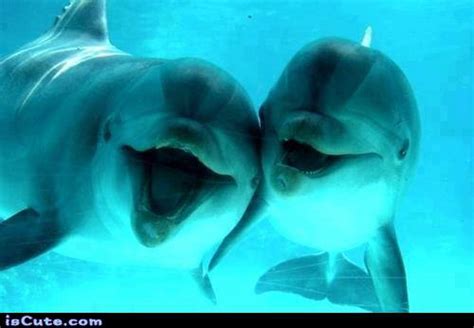 Happy Dolphin Friends @ isCute.com