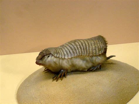 Pink Fairy Armadillo Wallpapers - Wallpaper Cave