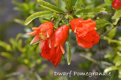 Grow Dwarf Pomegranate Indoors - Punica granatum 'Nana'