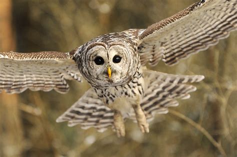 barred owl in flight | Flickr - Photo Sharing!