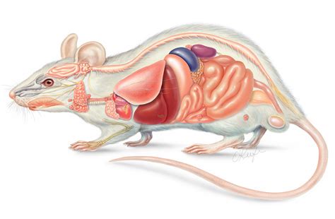 Male mouse anatomy Illustration by Laurie O'Keefe | Medical ...