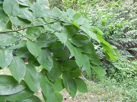 Pterocarpus indicus Willd. | Plants of the World Online | Kew Science