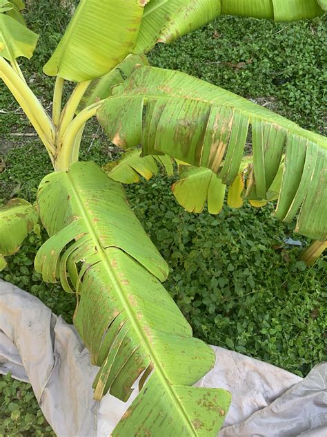 Does anyone know why my banana tree leaves are tearing and turning ...