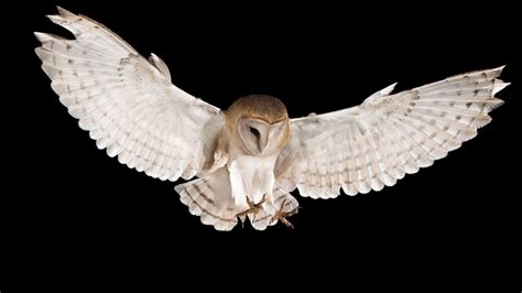 White barn owls' feathers reflect moonlight to stun prey | Science | AAAS