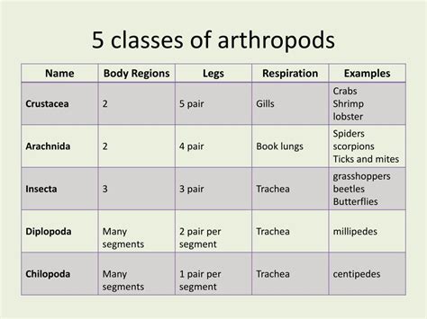 Arthropod Classification Chart