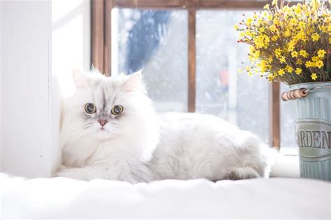 15 Of The Cutest Cat Breeds | Fort Collins Vets