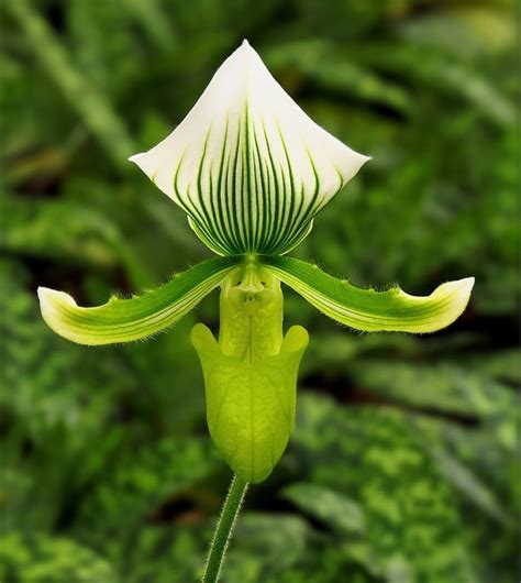 Green Orchid | Wonderful flowers, Green orchid, Beautiful orchids