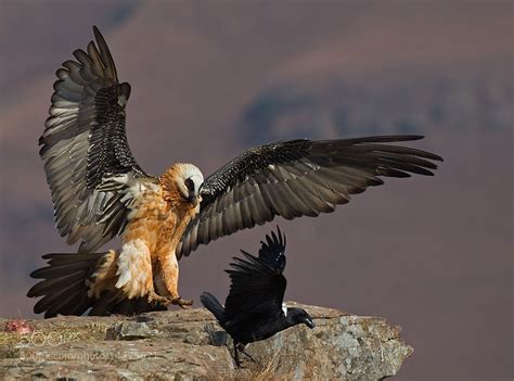 Bearded Vulture - Indiatimes.com