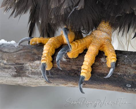 Eagles Powerful talons - Shetzers Photography