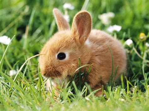 Cute Bunny Wallpapers - Wallpaper Cave