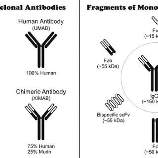 Types and fragments of monoclonal antibodies. | Download Scientific Diagram