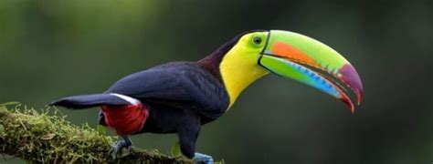 Best 20 Toucan Bird Facts, Adaptations, Behavior - Zoological World